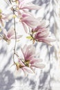 Beautiful blooming magnolia. A branch of royal magnolia on a white background