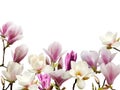 Beautiful blooming magnolia flower isolated on white background. Royalty Free Stock Photo