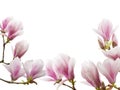 Beautiful blooming magnolia flower isolated on white background. Royalty Free Stock Photo