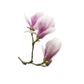 Beautiful blooming magnolia flower isolated on white background. Royalty Free Stock Photo