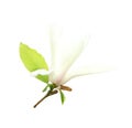 Beautiful blooming magnolia flower o Royalty Free Stock Photo