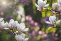 Beautiful blooming magnolia flowers background Royalty Free Stock Photo