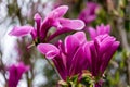 Beautiful blooming Magnolia Susan Magnolia liliiflora x Magnolia stellata with large pink flowers and buds in spring garden.