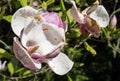 Beautiful blooming magnolia tree