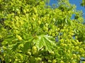 Beautiful blooming maple tree in spring, Lithuania Royalty Free Stock Photo