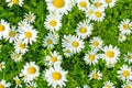 Beautiful blooming marguerite on a green meadow at sunrise