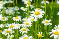 Beautiful blooming marguerite on a green meadow at sunrise