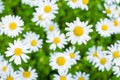 Beautiful blooming marguerite on a green meadow at sunrise