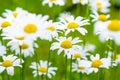 Beautiful blooming marguerite on a green meadow at sunrise