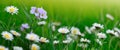 Blooming marguerite on a green meadow at sunrise.