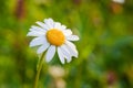 Beautiful blooming marguerite on a green meadow at sunrise. Daisy flowers in green grass with dew water drops. Copu Royalty Free Stock Photo