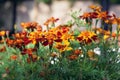 Beautiful blooming marigolds on a city lawn