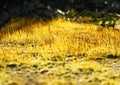 Beautiful blooming moss close up. usefull as background