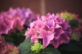 beautiful blooming multicolored hydrangeas in pink and purple close-up in a garden