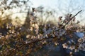 Beautiful blooming Nanking cherry Prunus tomentosa on sunset. Spring garden