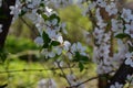 Beautiful blooming nanking cherry in spring garden. Branches with fresh green leaves and white flowers