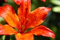 Beautiful blooming orange flower