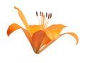 Beautiful blooming orange lily flower isolated