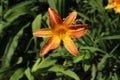 Beautiful blooming Orange lily flower with petal and pistil in the green leaves garden Royalty Free Stock Photo