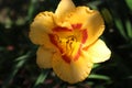 Beautiful blooming orange lily flower with petal and pistil in the green leaves garden Royalty Free Stock Photo