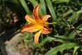 Beautiful blooming Orange lily flower with petal and pistil in the green leaves garden Royalty Free Stock Photo