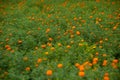 Beautiful blooming orange marigold flowers in the garden. Orange Green flowers background Royalty Free Stock Photo