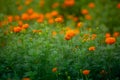 Beautiful blooming orange marigold flowers in the garden. Orange Green flowers background Royalty Free Stock Photo