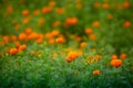 Beautiful blooming orange marigold flowers in the garden. Orange Green flowers background Royalty Free Stock Photo