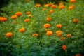 Beautiful blooming orange marigold flowers in the garden. Orange Green flowers background Royalty Free Stock Photo