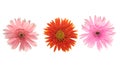 Beautiful blooming orange and pink gerbera daisy flower isolated on white background with clipping path Royalty Free Stock Photo