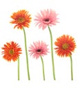 Beautiful blooming orange and pink gerbera daisy flower isolated on white background with clipping path Royalty Free Stock Photo