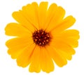 Beautiful blooming orange pot of marigold flower isolated on white background, top view. Calendula officinalis Royalty Free Stock Photo