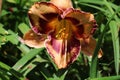 Beautiful blooming Orange Purple lily flower with petal and pistil in the green leaves garden Royalty Free Stock Photo