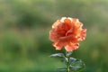 Beautiful blooming orange rose in the summer garden. Floribunda Rose Easy Does it. Close-up