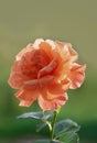 Beautiful blooming orange rose in the summer garden. Floribunda Rose Easy Does it. Close-up. Vertical crop