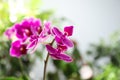 Beautiful blooming orchid on background, closeup view