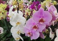 Beautiful blooming orchid flowers - closeup