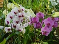 beautiful blooming orchid flowers with pink and white petals