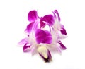 Beautiful blooming orchid