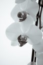 Beautiful blooming orchid on a white background Royalty Free Stock Photo