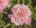 Blooming Paeonia `Coral Pink`