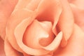 Beautiful blooming pale orange rose flowers romantic wedding wallpaper macro Royalty Free Stock Photo