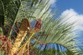 Blooming palm tree on blue sky background Royalty Free Stock Photo