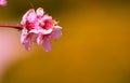 Beautiful blooming peach flower on orange background. Flower on branch Royalty Free Stock Photo