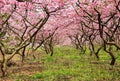 The beautiful blooming peach flower in spring Royalty Free Stock Photo