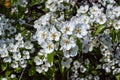 Beautiful blooming pear tree branches with white flowers and buds Royalty Free Stock Photo