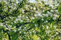 Beautiful blooming pear tree branches with white flowers and buds Royalty Free Stock Photo