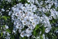 Beautiful blooming pear tree branches with white flowers and buds Royalty Free Stock Photo