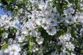 Beautiful blooming pear tree branches with white flowers and buds growing in a garden Royalty Free Stock Photo