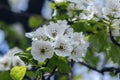 Beautiful blooming pear tree branches with white flowers Royalty Free Stock Photo